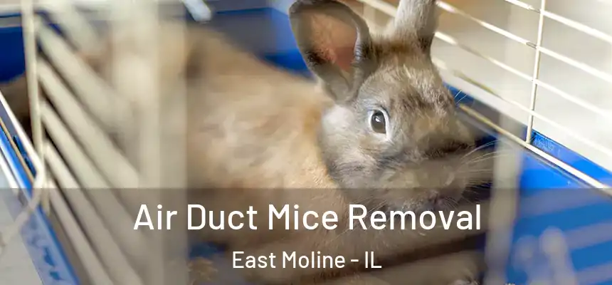  Air Duct Mice Removal East Moline - IL